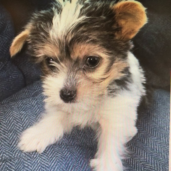 Meet your Posher, Fernando - Picture 4 of 8